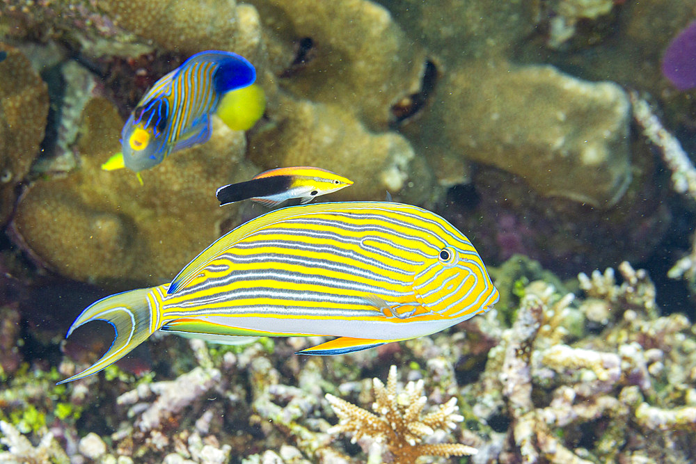 An adult bluestreak cleaner wrasse (Labroides dimidiatus) at a cleaning station on the reef off Kri Island, Raja Ampat, Indonesia, Southeast Asia