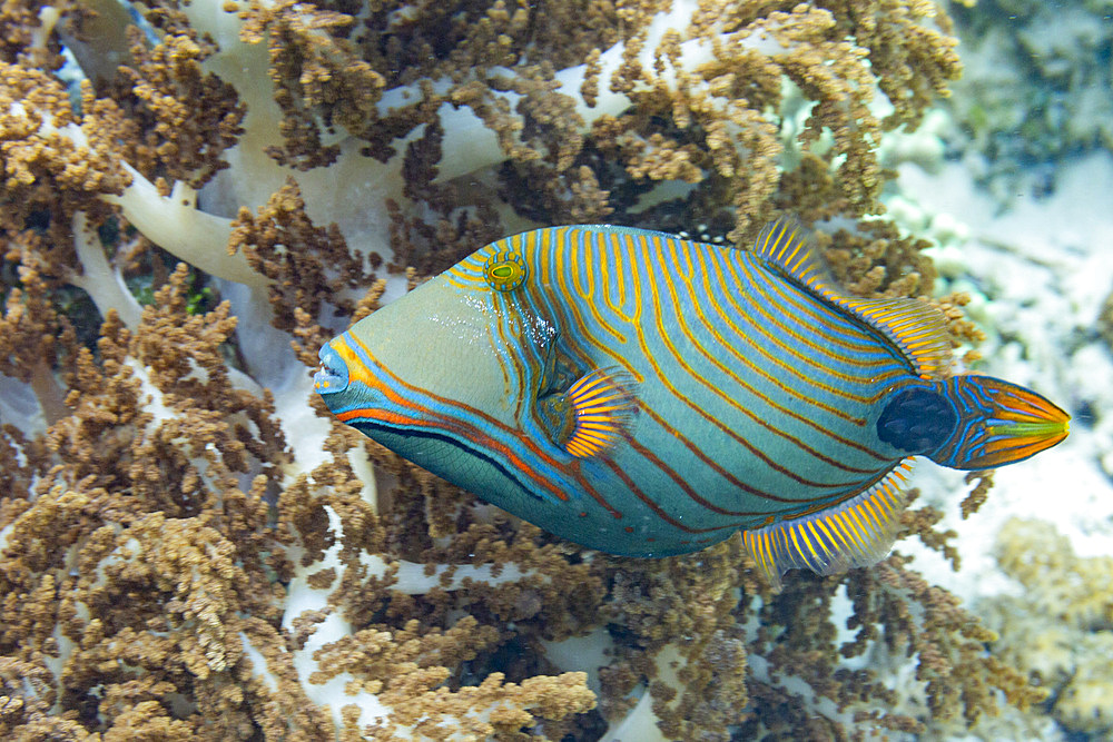 An adult orangestripe triggerfish (Balistapus undulatus), off the reef on Wohof Island, Raja Ampat, Indonesia