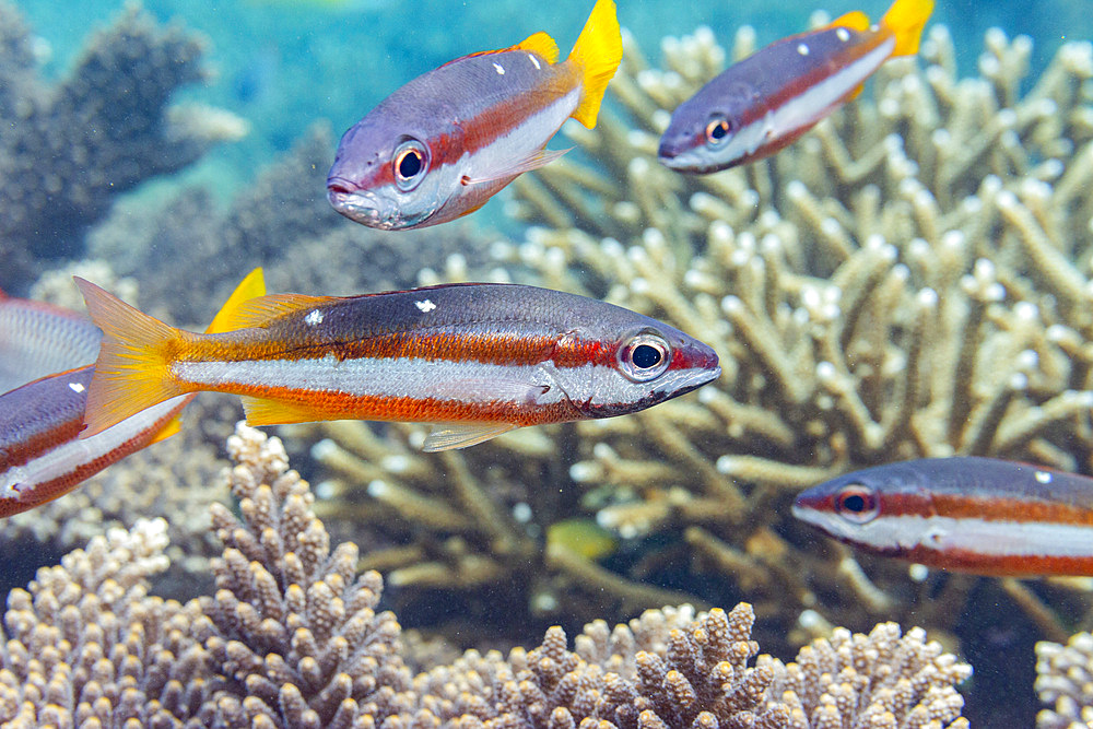 An adult twospot snapper (Lutjanus biguttatus), on the reef off Wohof Island, Raja Ampat, Indonesia, Southeast Asia