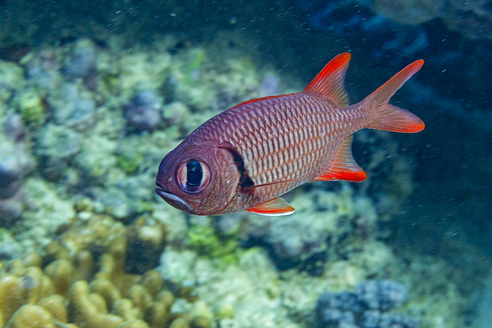 An adult soldierfish (Myripristis spp), off the reef on Kawe Island, Raja Ampat, Indonesia, Southeast Asia