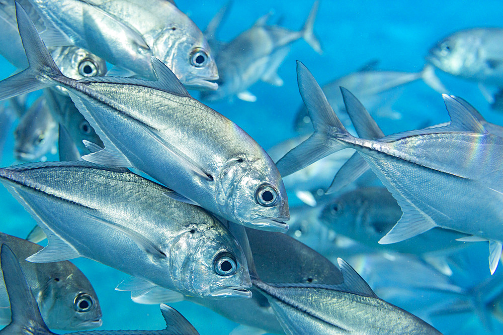 A school of bigeye trevally (Caranx sexfasciatus), Village Reef, Raja Ampat, Indonesia, Southeast Asia