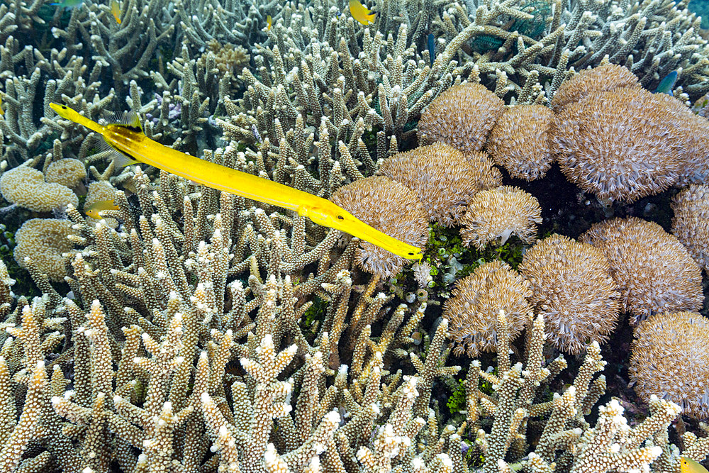 An adult trumpetfish (Aulostomus chinensis), off the reef on Bangka Island, near Manado, Indonesia, Southeast Asia