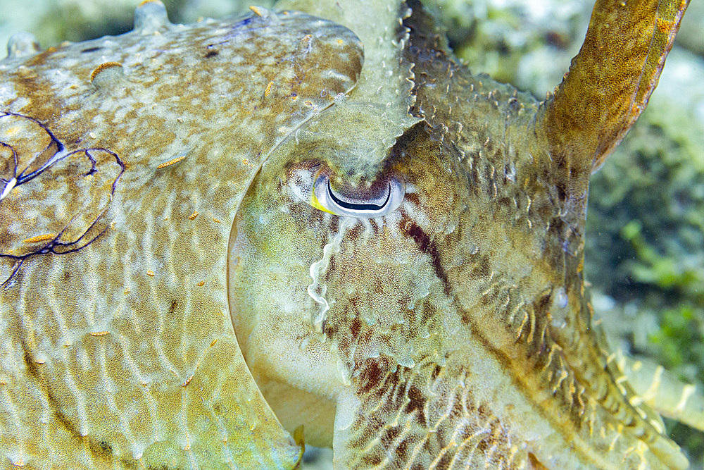 An adult broadclub cuttlefish (Sepia latimanus), off the reef on Bangka Island, near Manado, Indonesia, Southeast Asia