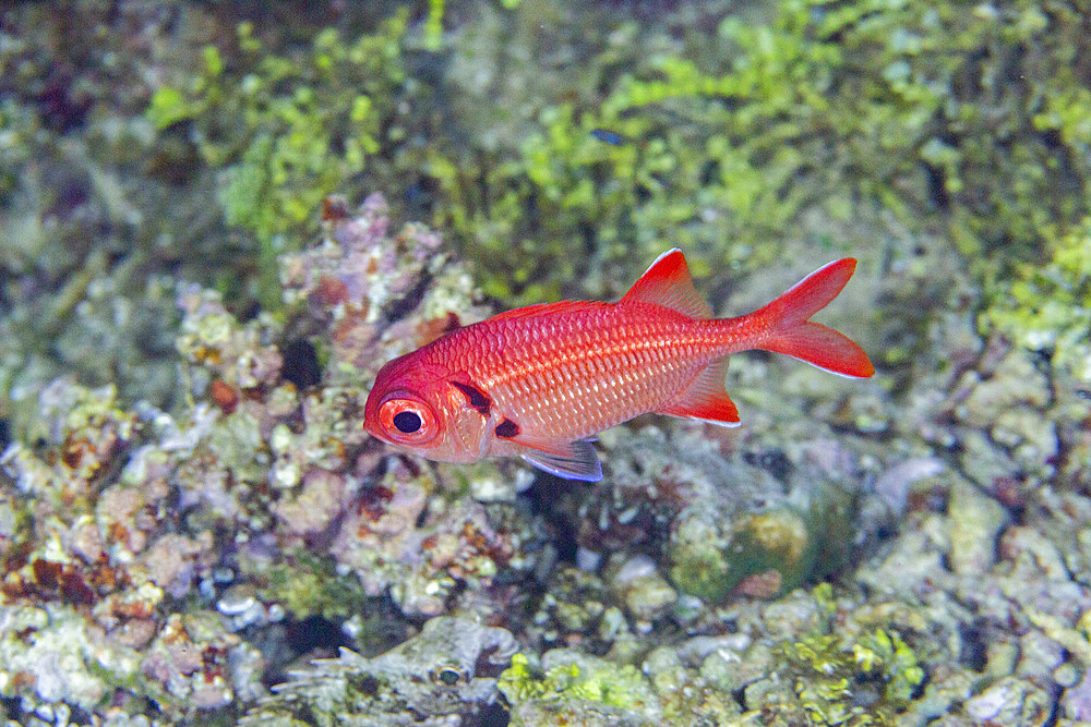 An adult soldierfish (Myripristis spp), off the reef on Kawe Island, Raja Ampat, Indonesia, Southeast Asia