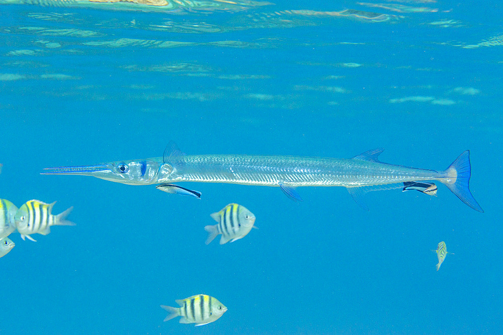 An adult crocodile needlefish (Tylosurus crocodilus) being cleaned on the reef off Bangka Island, Indonesia, Southeast Asia