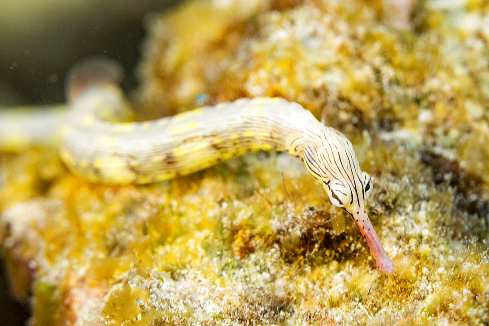 An adult banded pipefish (Dunckerocampus dactyliophorus), on the reef off Wohof Island, Raja Ampat, Indonesia, Southeast Asia