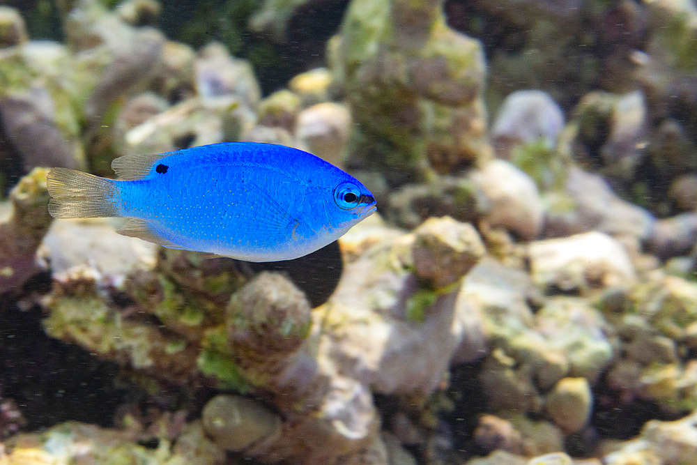 A juvenile blue demoiselle (Chrysiptera cyanea), on the reef off Kawe Island, Raja Ampat, Indonesia, Southeast Asia