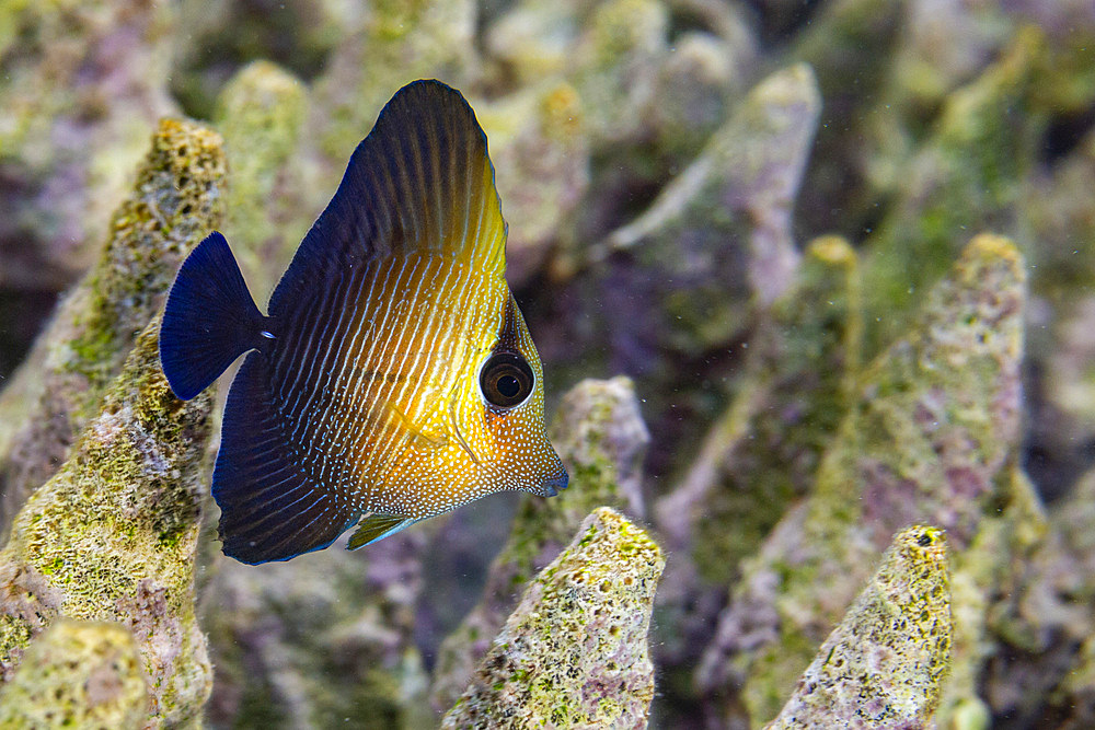 A juvenile brown tang (Zebrasoma scopas), on the reef off Kawe Island, Raja Ampat, Indonesia, Southeast Asia