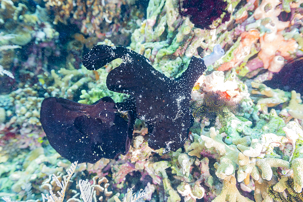 An adult painted frogfish (Antennarius pictus) camouflaged in black on the reef off Bangka Island, Indonesia, Southeast Asia