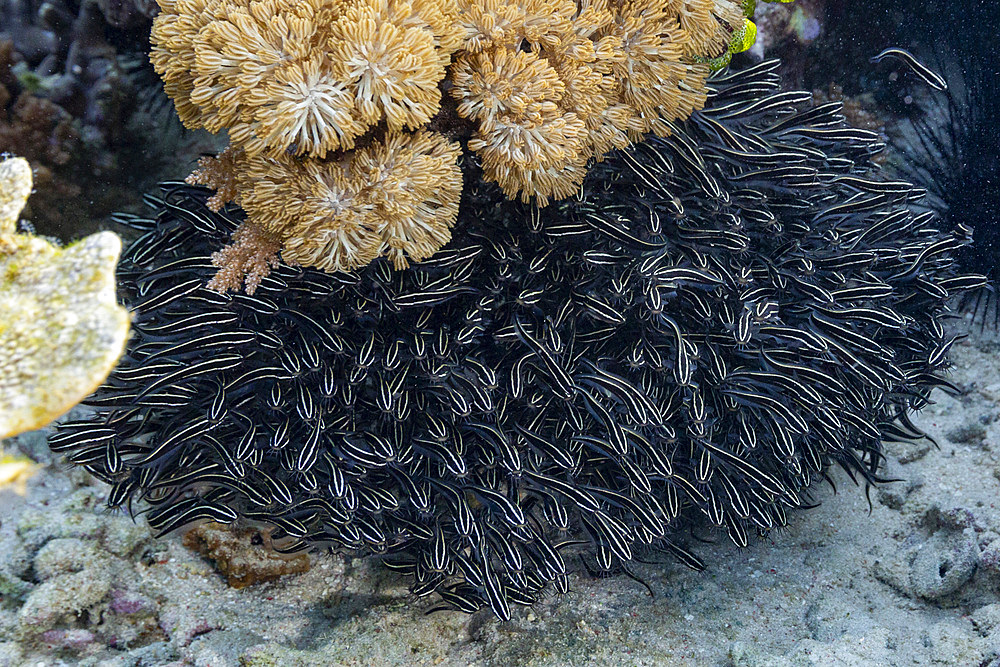 A school of striped eel catfish (Plotosus lineatus), swimming on the reef off Bangka Island, Indonesia, Southeast Asia