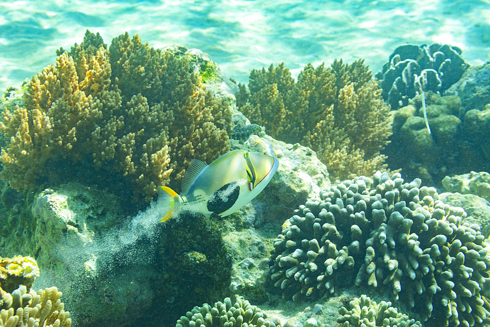 An adult blackpatch triggerfish (Rhinecanthus verrucosus), swimming while pooping sand on the reef off Bangka Island, Indonesia, Southeast Asia