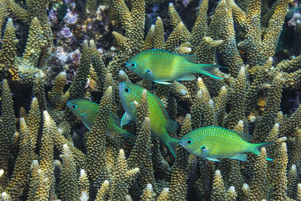 Adult blue-green chromis (Chromis virdis), on the reef off Kri Island, Raja Ampat, Indonesia, Southeast Asia