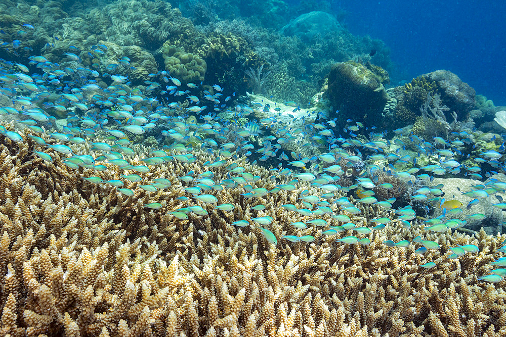 Adult blue-green chromis (Chromis virdis), on the reef off Kri Island, Raja Ampat, Indonesia, Southeast Asia