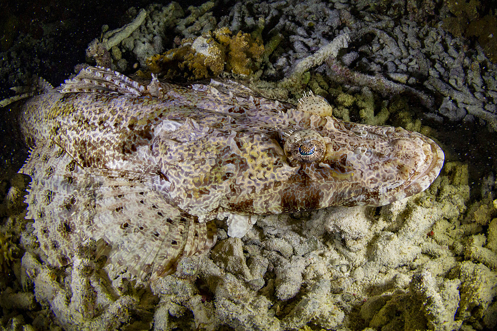 An adult crocodile flathead (Cymbacephalus beauforti) camouflaged in the coral, Waigeo Island, Raja Ampat, Indonesia, Southeast Asia