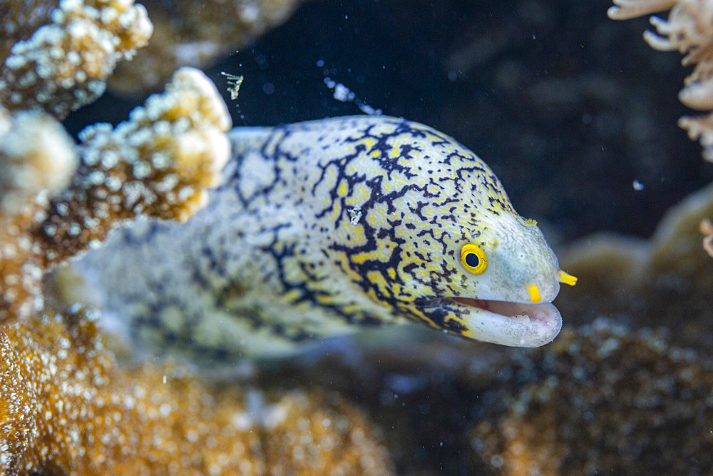 An adult snowflake moray (Echidna nebulosa), on the reef off Port Airboret, Raja Ampat, Indonesia, Southeast Asia