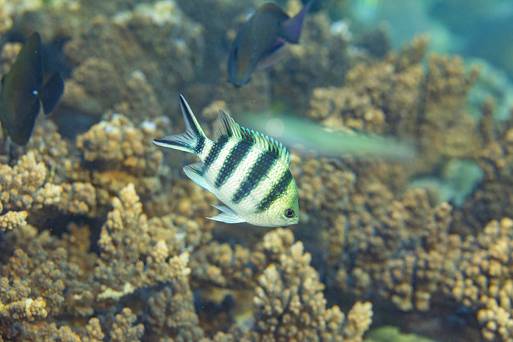 An adult scissortail sergeant (Abudefduf sexfasciatus), on the reef off Kawe Island, Raja Ampat, Indonesia, Southeast Asia