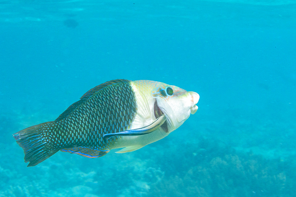 An adult blackeye thicklip (Hemigymnus melapterus), being cleaned off Port Airboret, Raja Ampat, Indonesia, Southeast Asia, Asia