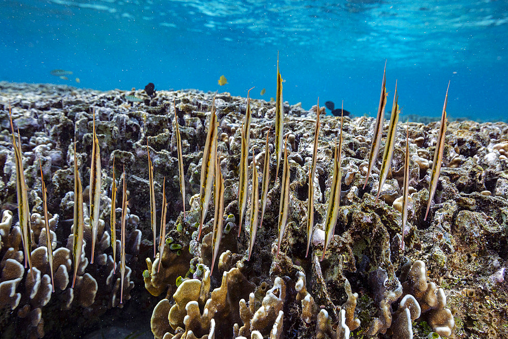 A school of jointed razorfish (Aeoliscus strigatus), in their usual head down formation, off Bangka Island, Indonesia, Southeast Asia, Asia