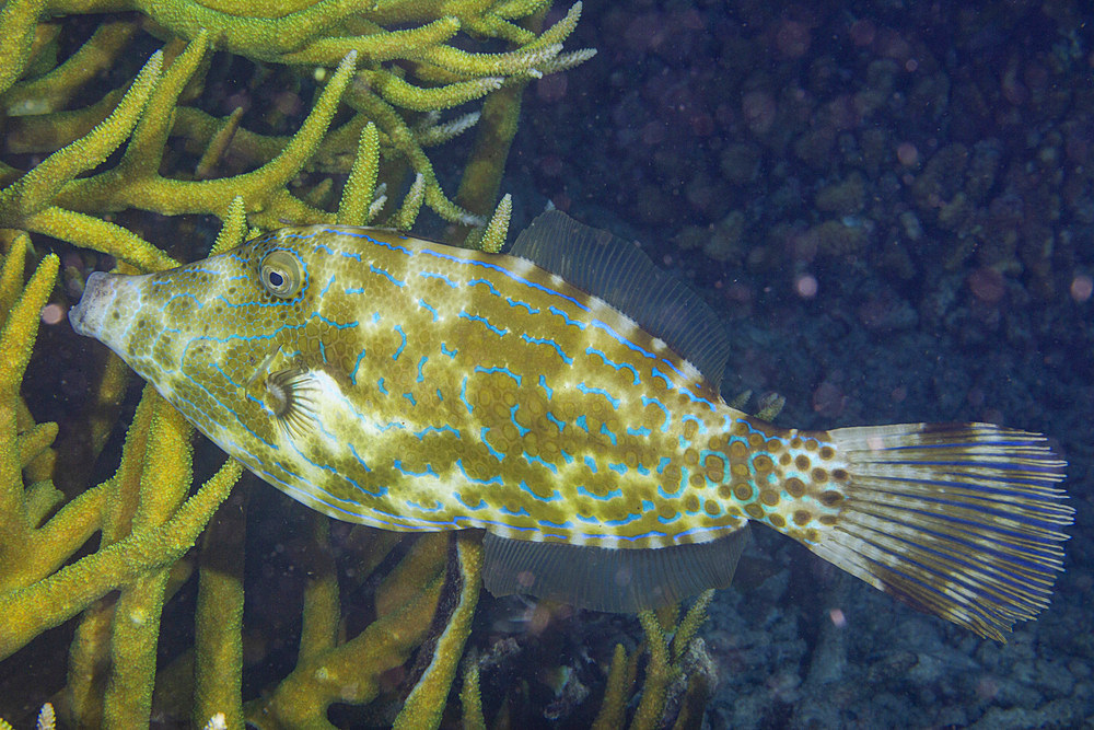 An adult scrawled filefish (Aluterus scriptus), on the reef off Kri Island, Raja Ampat, Indonesia, Southeast Asia, Asia