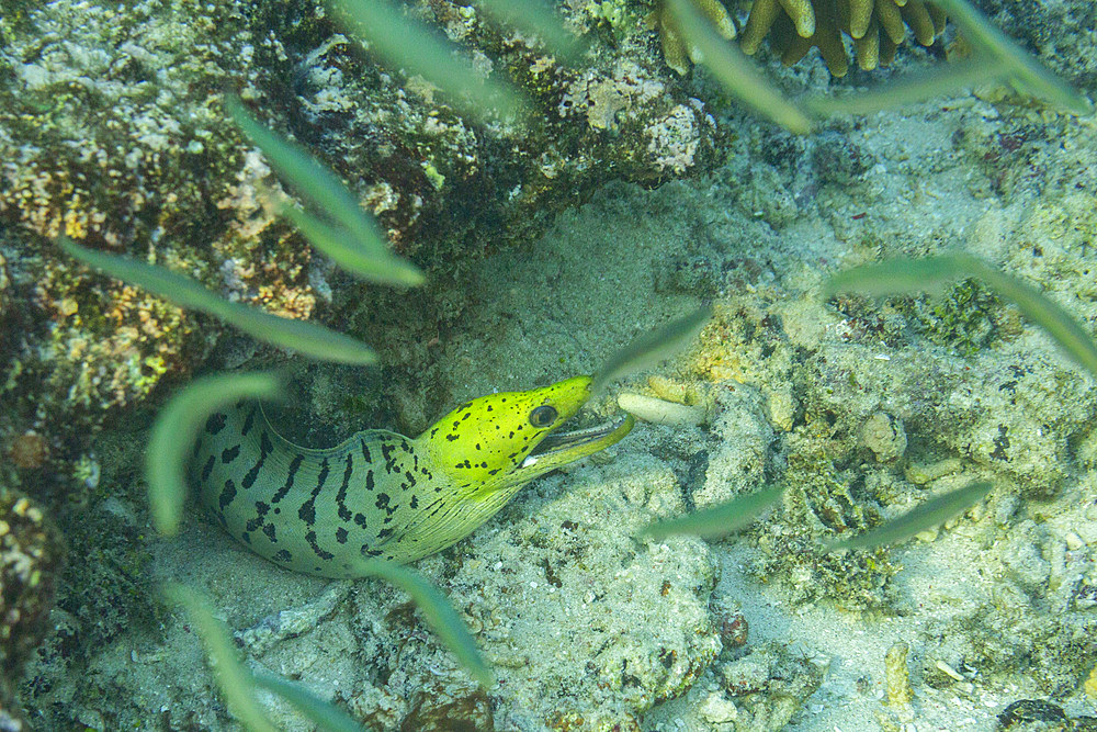 An adult fimbriated moray eel (Gymnothorax fimbriatus), surrounded by small fish off Bangka Island, Indonesia, Southeast Asia, Asia