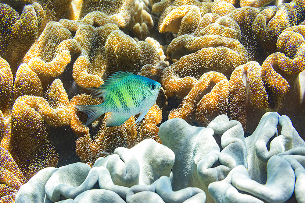 An adult Indo-Pacific sergeant major (Abudefduf vaigiensis) on the reef off Arborek Reef, Raja Ampat, Indonesia, Southeast Asia, Asia