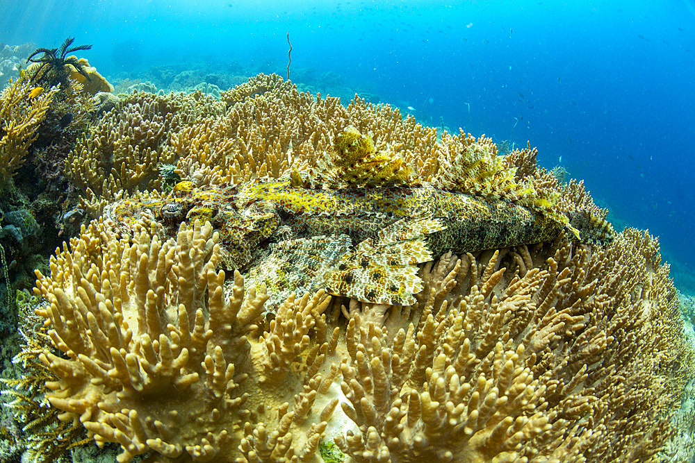 An adult crocodile flathead (Cymbacephalus beauforti) camouflaged in the coral, Waigeo Island, Raja Ampat, Indonesia, Southeast Asia, Asia