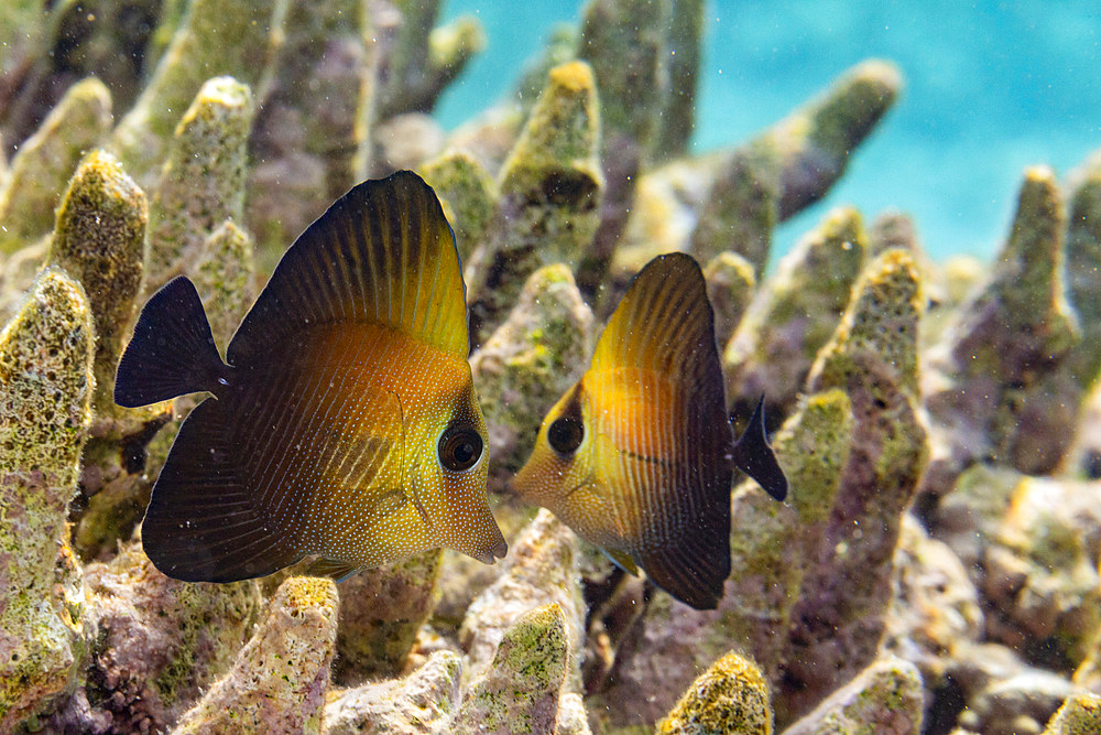 A pair of juvenile brown tangs (Zebrasoma scopas), on the reef off Kawe Island, Raja Ampat, Indonesia, Southeast Asia, Asia