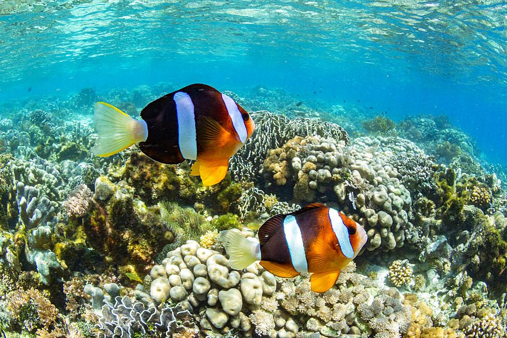 An adult Clarks anemonefish (Amphiprion clarkii) swimming over the reef near Bangka Island, Indonesia, Southeast Asia, Asia