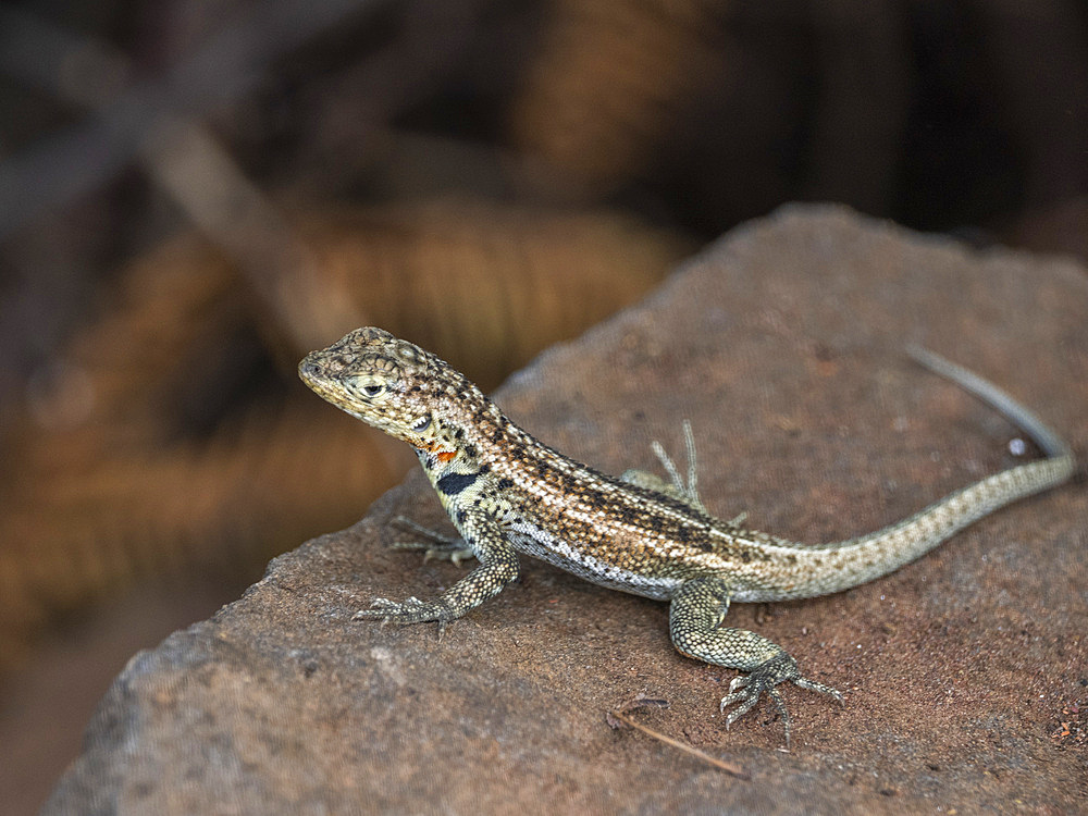 Adult female Galapagos lava lizard (Microlophus albemarlensis), Santa Cruz Island, Galapagos Islands, UNESCO World Heritage Site, Ecuador, South America