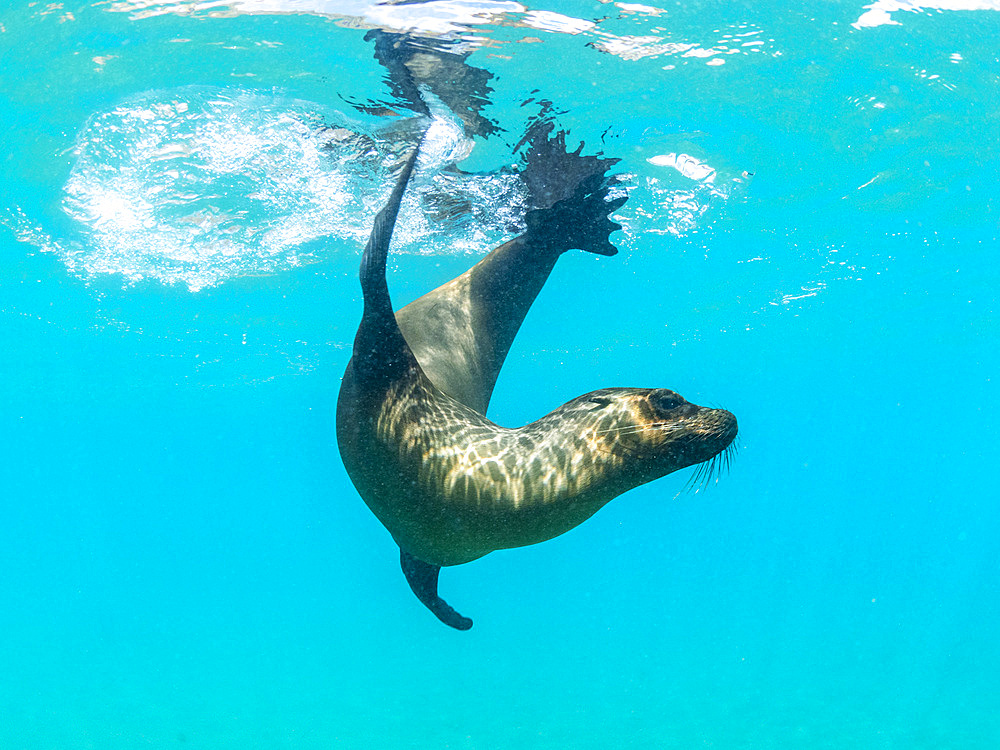 Galapagos sea lion (Zalophus wollebaeki) at play underwater, Punta Pitt, San Cristobal Island, Galapagos Islands, UNESCO World Heritage Site, Ecuador, South America