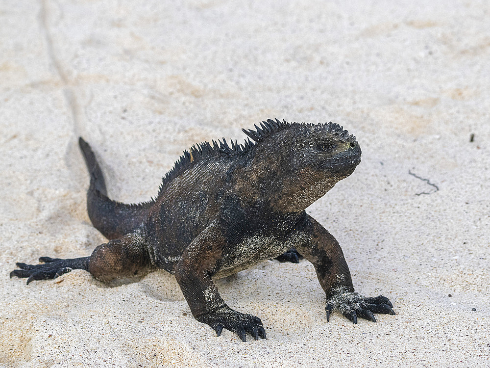 Adult Galapagos marine iguana (Amblyrhynchus cristatus), on the beach at Cerro Brujo Beach, San Cristobal Island, Galapagos Islands, UNESCO World Heritage Site, Ecuador, South America