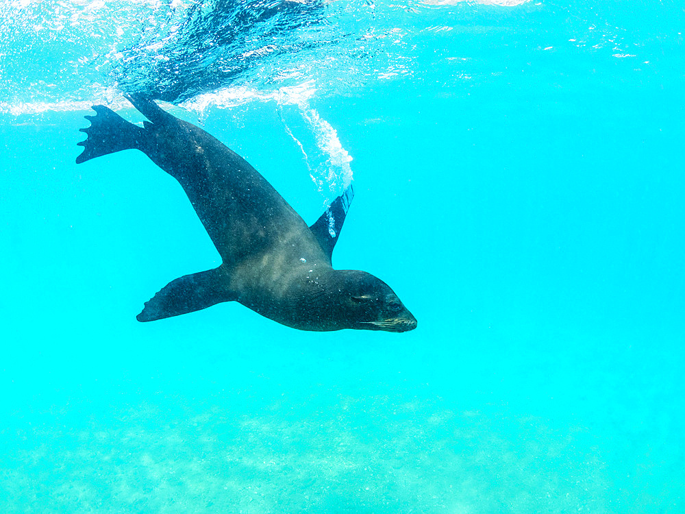 Galapagos sea lion (Zalophus wollebaeki) at play underwater, Punta Pitt, San Cristobal Island, Galapagos Islands, UNESCO World Heritage Site, Ecuador, South America