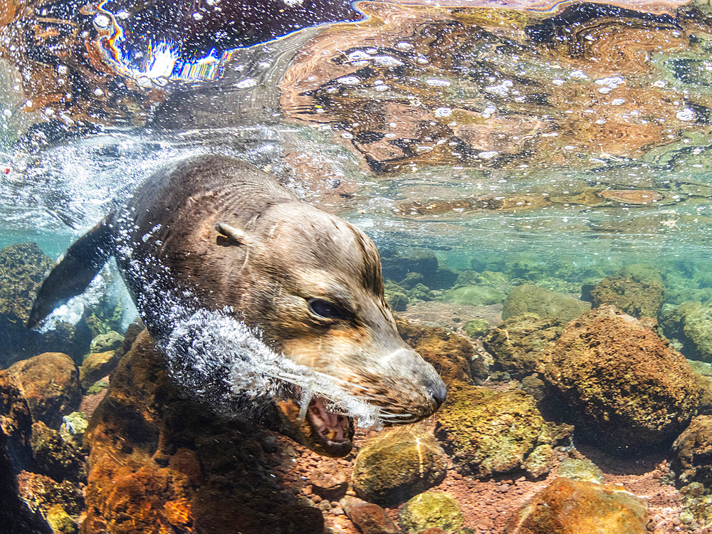 Adult male Galapagos sea lion (Zalophus wollebaeki), underwater on Santiago Island, Galapagos Islands, UNESCO World Heritage Site, Ecuador, South America