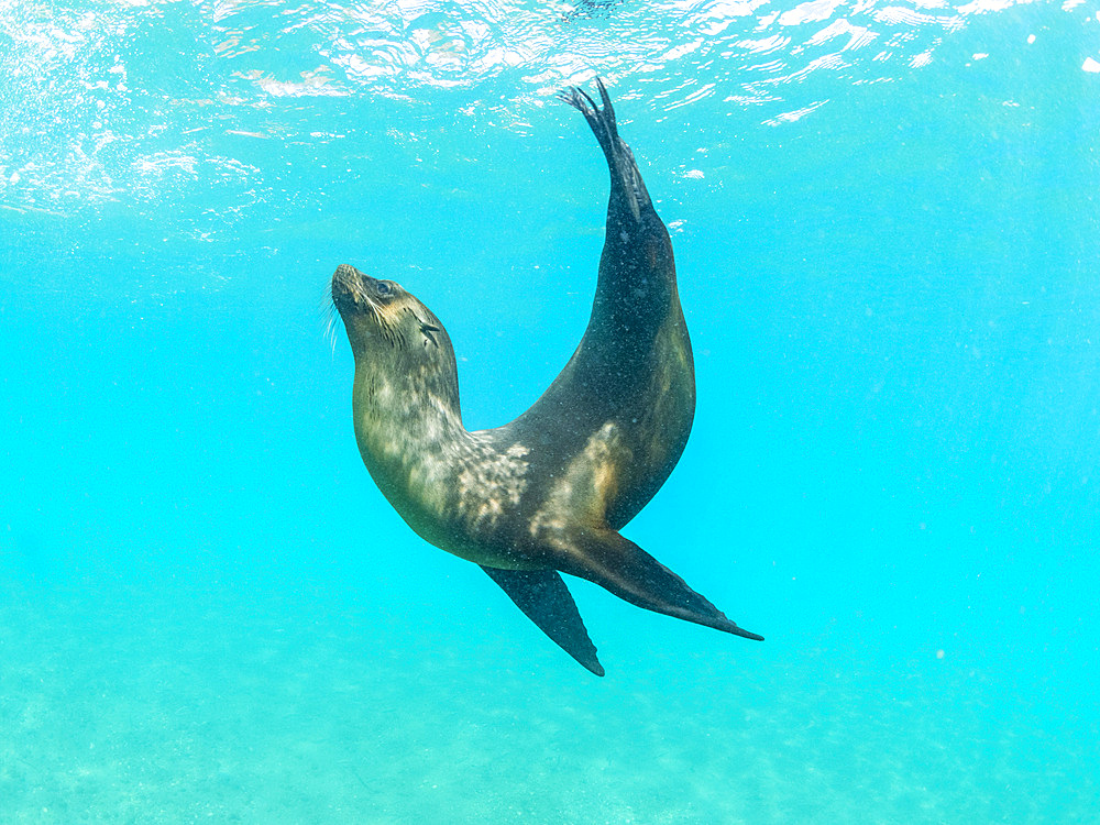 Galapagos sea lion (Zalophus wollebaeki), at play underwater, Punta Pitt, San Cristobal Island, Galapagos Islands, UNESCO World Heritage Site, Ecuador, South America