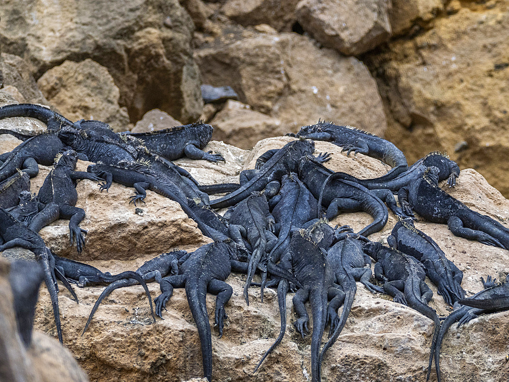 Adult Galapagos marine iguanas (Amblyrhynchus cristatus), basking in the sunshine, Isabela Island, Galapagos Islands, UNESCO World Heritage Site, Ecuador, South America