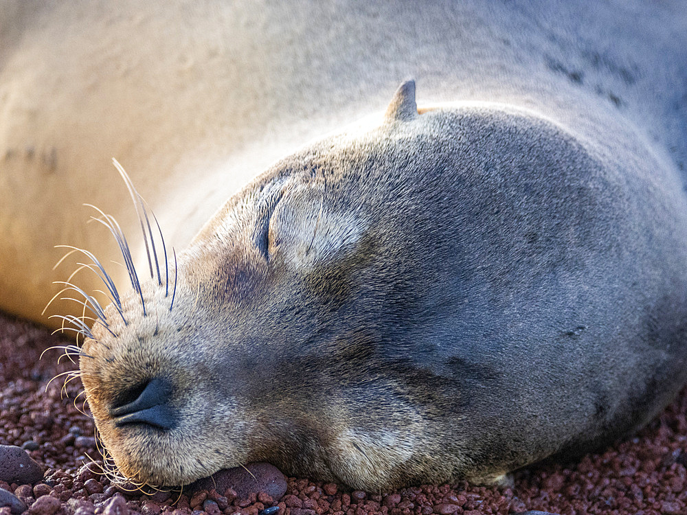 Adult female Galapagos sea lion (Zalophus wollebaeki), face detail on Rabida Island, Galapagos Islands, UNESCO World Heritage Site, Ecuador, South America