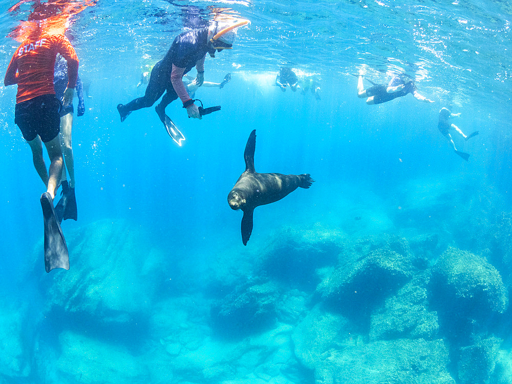 Galapagos sea lion (Zalophus wollebaeki), with snorkelers underwater on Santiago Island, Galapagos Islands, UNESCO World Heritage Site, Ecuador, South America