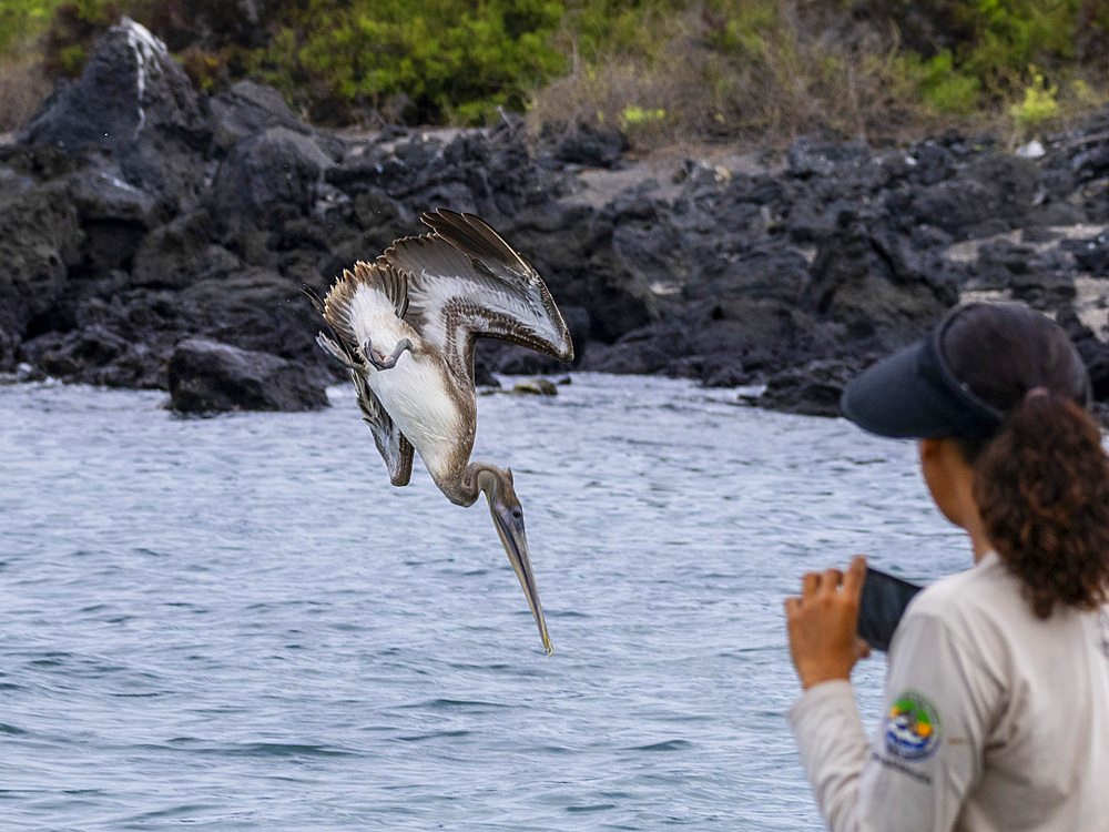 Juvenile brown pelican (Pelecanus occidentalis), plunge diving in Urbina Bay, Galapagos Islands, UNESCO World Heritage Site, Ecuador, South America