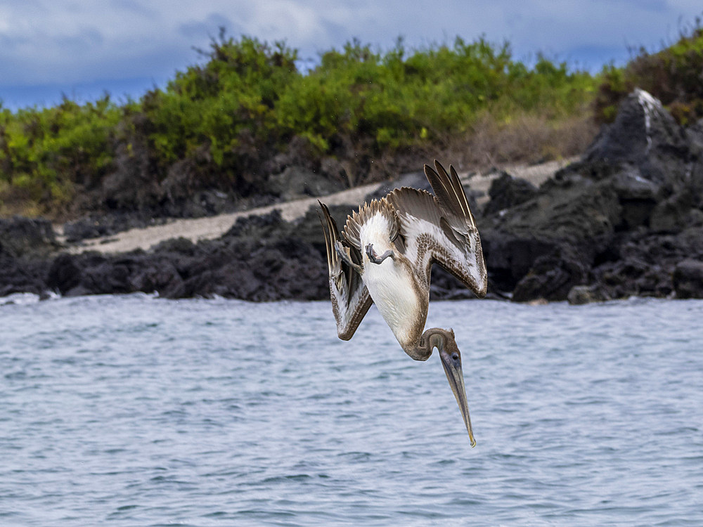 Juvenile brown pelican (Pelecanus occidentalis), plunge diving in Urbina Bay, Galapagos Islands, UNESCO World Heritage Site, Ecuador, South America