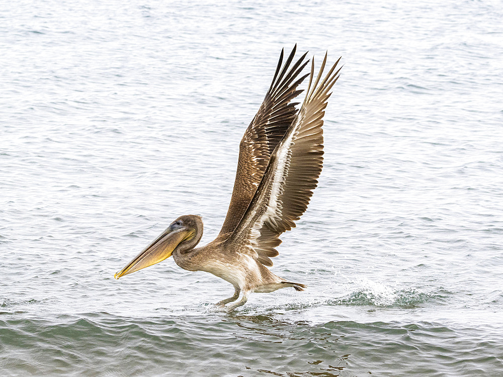 Juvenile brown pelican (Pelecanus occidentalis), in Buccaneer Cove, Santiago Island, Galapagos Islands, UNESCO World Heritage Site, Ecuador, South America