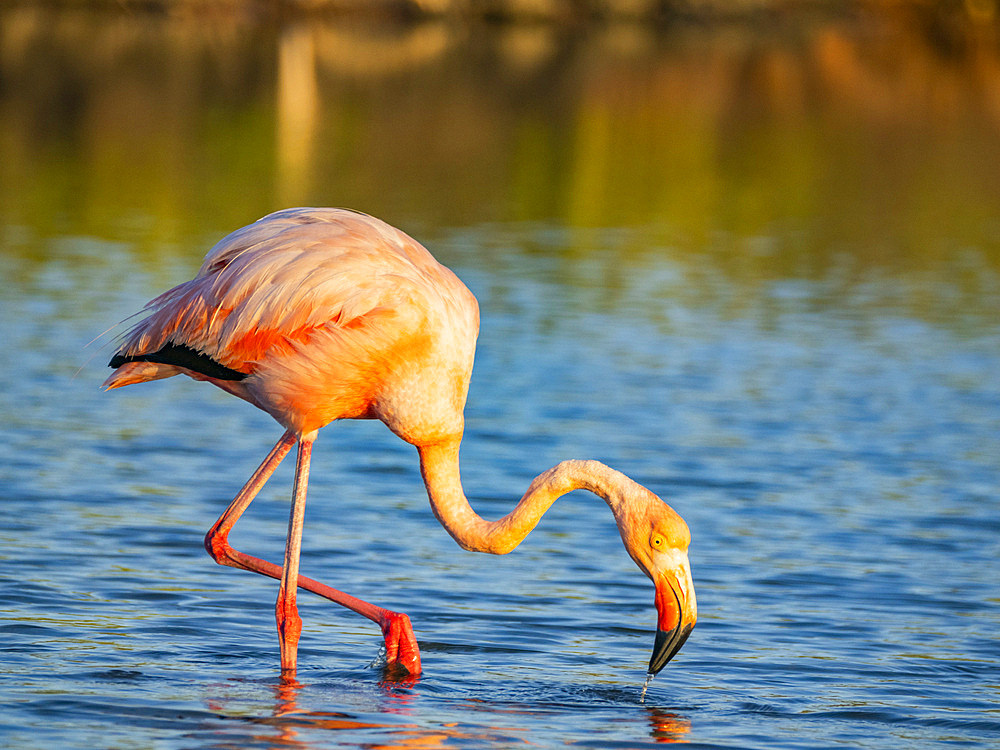 Adult American flamingo (Phoenicopterus ruber) feeding on artesmia shrimp, Rabida Island, Galapagos Islands, UNESCO World Heritage Site, Ecuador, South America