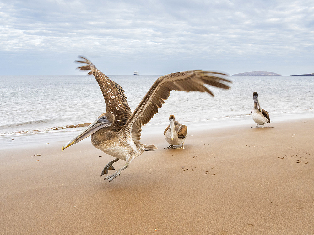 Juvenile brown pelicans (Pelecanus occidentalis), in Buccaneer Cove, Santiago Island, Galapagos Islands, UNESCO World Heritage Site, Ecuador, South America