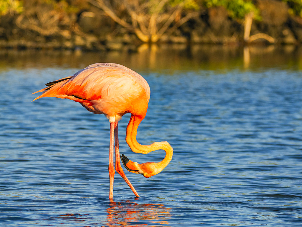 Adult American flamingo (Phoenicopterus ruber) feeding on artesmia shrimp, Rabida Island, Galapagos Islands, UNESCO World Heritage Site, Ecuador, South America