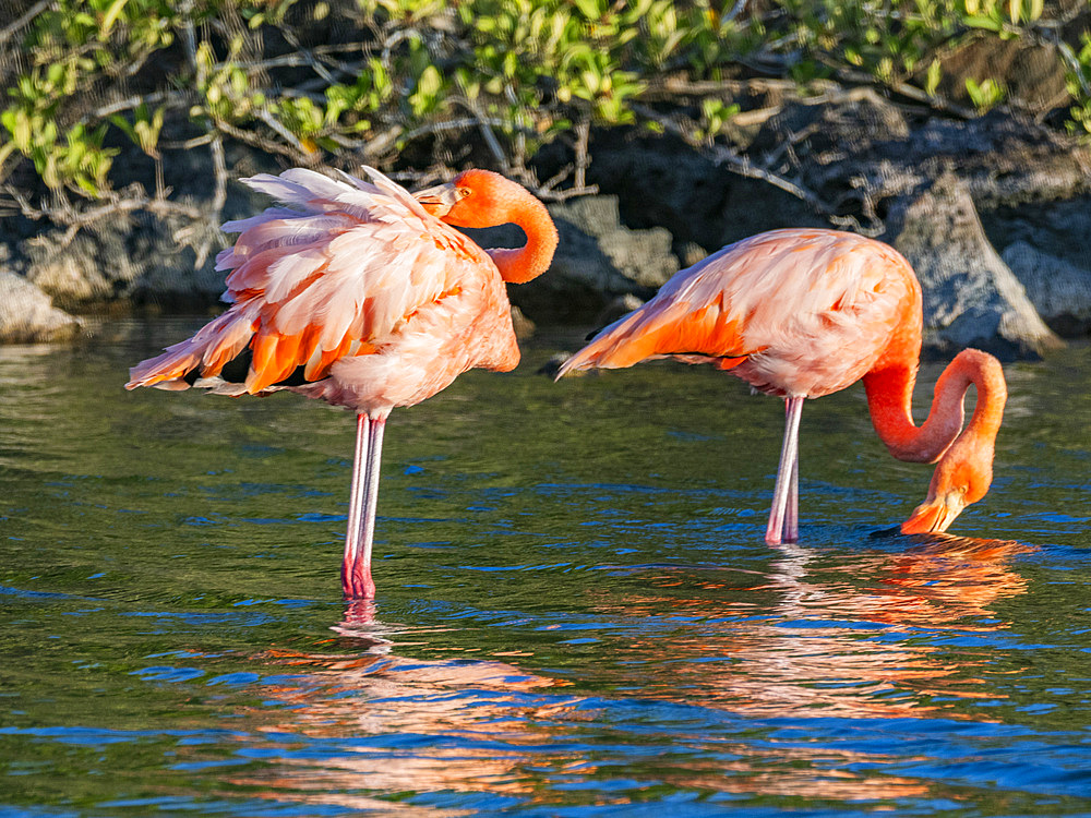 A pair of American flamingo (Phoenicopterus ruber) feeding on artesmia shrimp, Rabida Island, Galapagos Islands, UNESCO World Heritage Site, Ecuador, South America