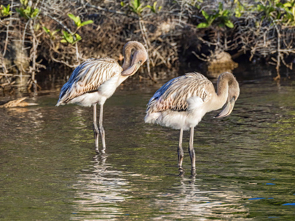 A pair of American flamingo (Phoenicopterus ruber) feeding on artesmia shrimp, Rabida Island, Galapagos Islands, UNESCO World Heritage Site, Ecuador, South America