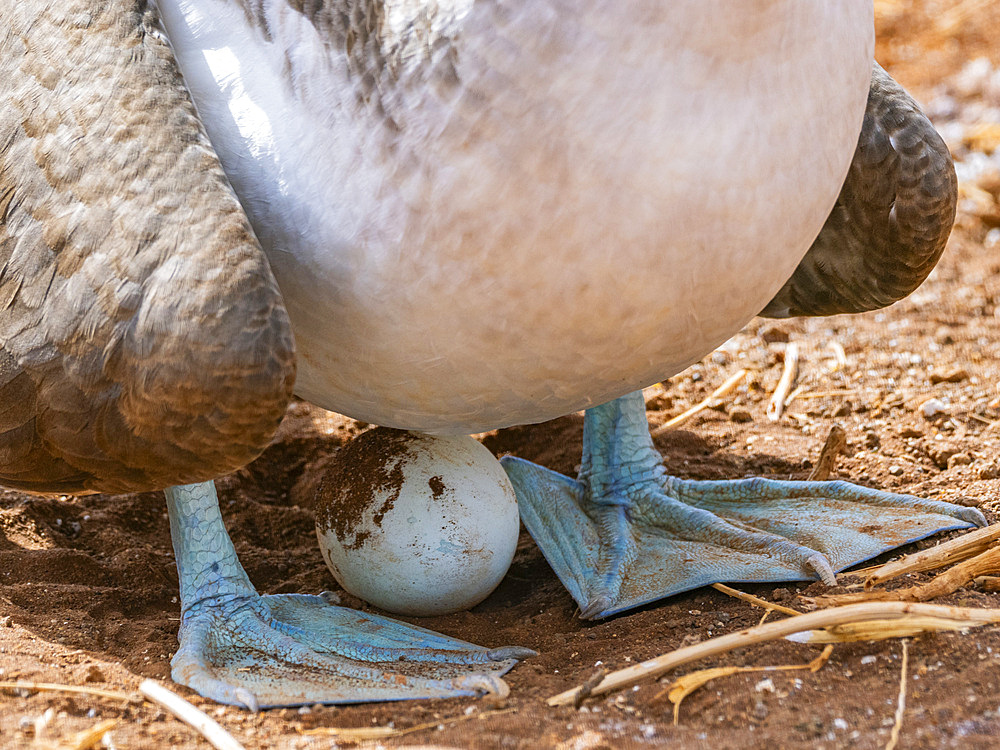 Adult Blue-footed booby (Sula nebouxii) on egg on North Seymour Island, Galapagos Islands, UNESCO World Heritage Site, Ecuador, South America