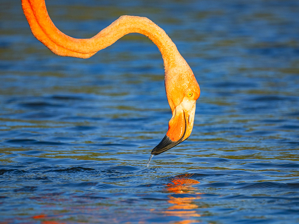 Adult American flamingo (Phoenicopterus ruber) feeding on artesmia shrimp, Rabida Island, Galapagos Islands, UNESCO World Heritage Site, Ecuador, South America