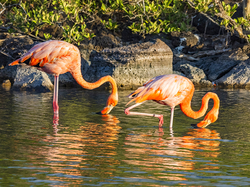 A pair of American flamingo (Phoenicopterus ruber) feeding on artesmia shrimp, Rabida Island, Galapagos Islands, UNESCO World Heritage Site, Ecuador, South America