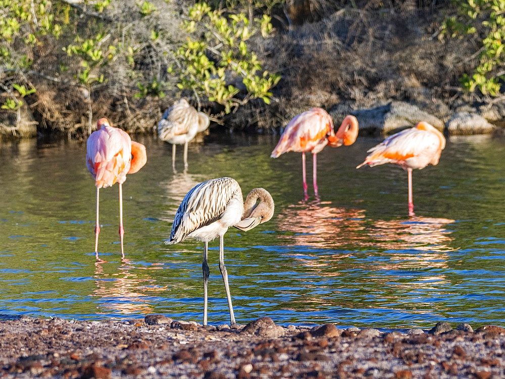 A flock of American flamingo (Phoenicopterus ruber), feeding on artesmia shrimp, Rabida Island, Galapagos Islands, UNESCO World Heritage Site, Ecuador, South America