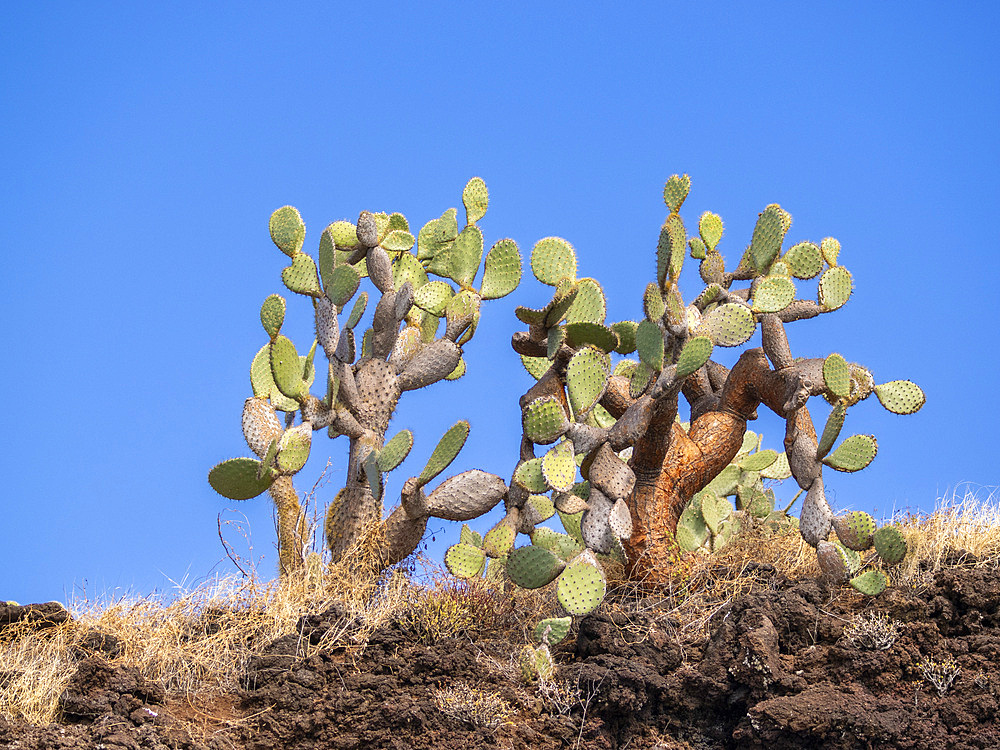 Opuntia Cactus (Opuntia galapageia), Buccaneer Cove, Santiago Island, Galapagos Islands, UNESCO World Heritage Site, Ecuador, South America